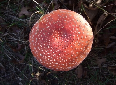 Toadstool